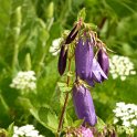 Campanula 'Sarastro'